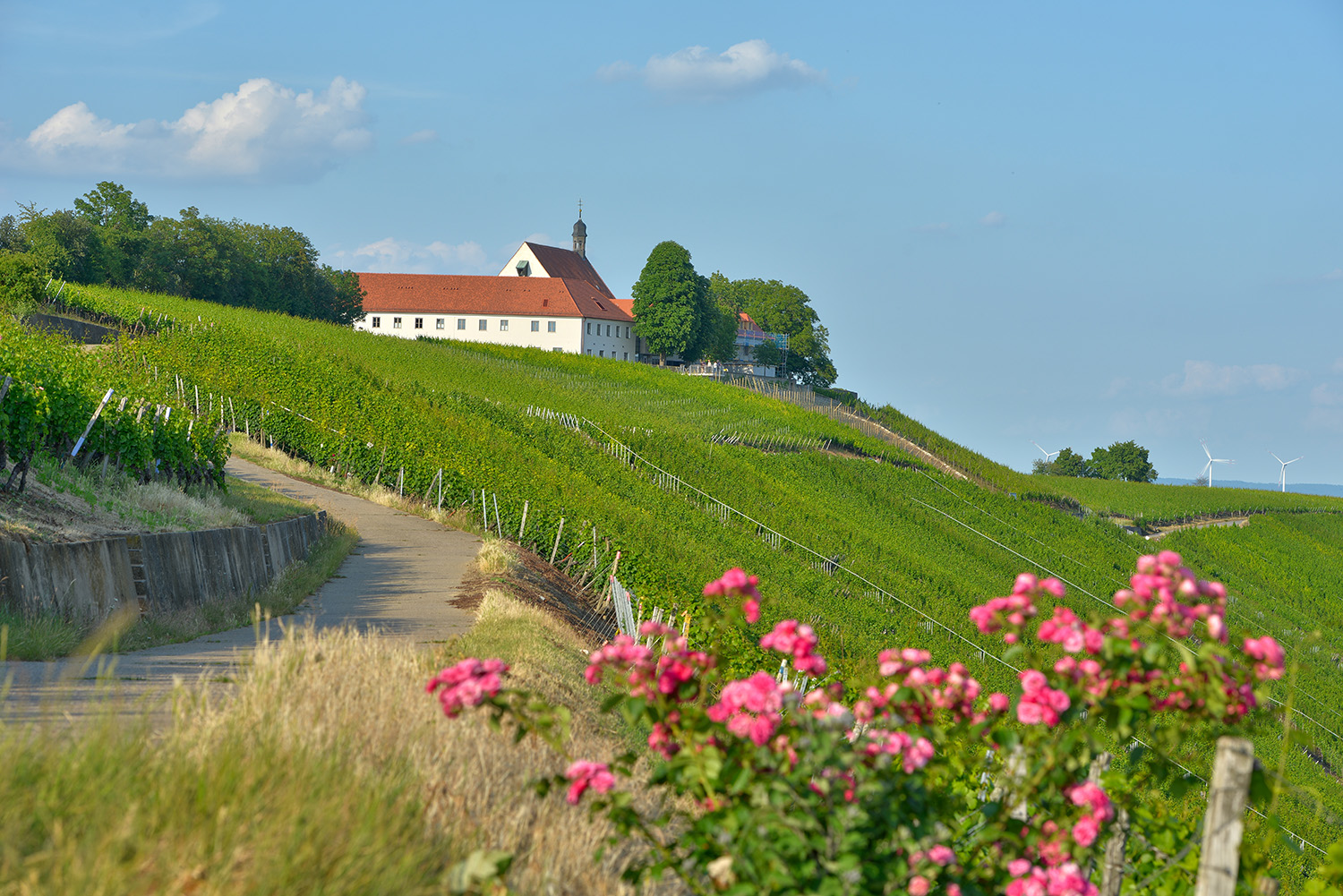 Helles Gebäude mit rotem Satteldach am Hang eines weitläufigen Weinbergs, blühende Rosen im Vordergrund, gewundener Weg durch die Reben bei sonnigem Wetter.